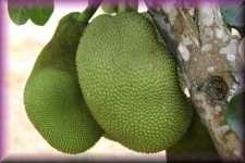 Jackfruit